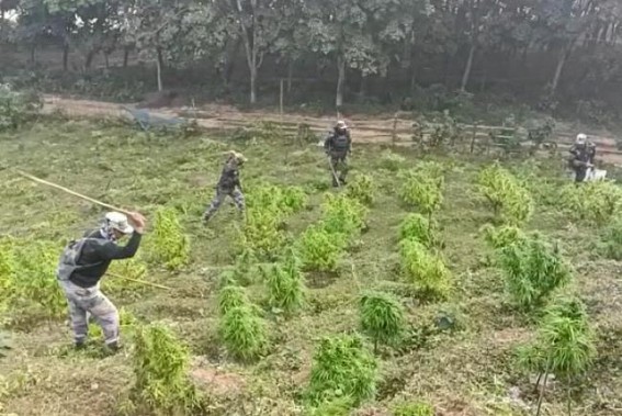 Bishalgarh Police destroyed over 20,000 Ganja plants