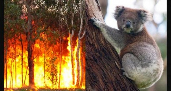 Aus conservation group calls for 'endangered' listing for koalas
