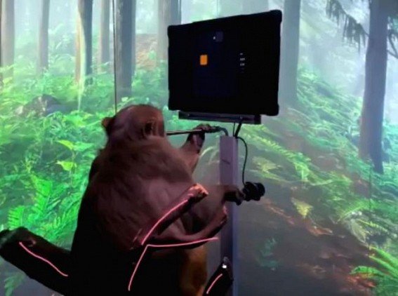 Musk's Neuralink denies monkeys were harmed during brain-chip research