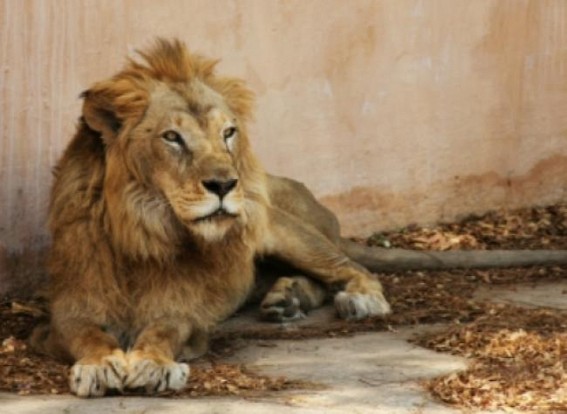 Close to 300 lions died in Gujarat 2 years, govt tells Assembly