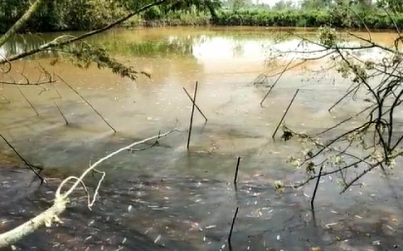 Miscreants poisoned Fishes of 3 Ponds in Bishalgarh