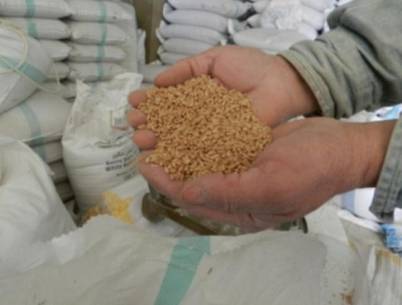 India may see less MSP procurement as wheat exports could increase: US report India may see less MSP procurement as wheat exports could increase: US report