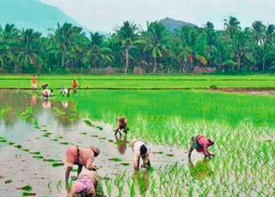 Rice, pulses, oilseeds witness less sowing; only sugarcane up