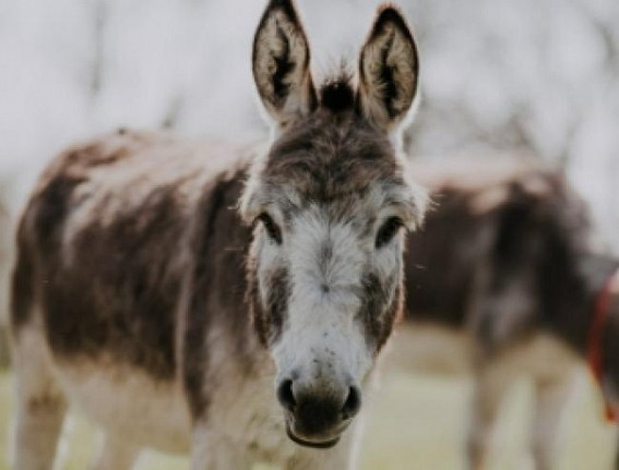 Africa's donkeys being slaughtered for Chinese medicine: Report Africa's donkeys being slaughtered for Chinese medicine: Report