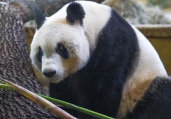 An An, world's longest-living male giant panda under human care, dies at 35 in Hong Kong
