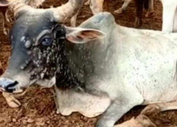 Lumpy skin disease affects over 5,000 cattle in west UP Lumpy skin disease affects over 5,000 cattle in west UP