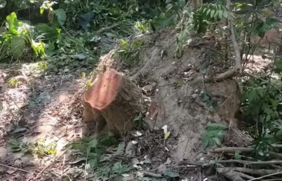 Wood Smuggling Rise in Kalyanpur: Forest Dept’s role Unimpressive