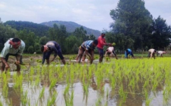Rice production may fall by 10-12 mn tonnes: Food Secretary Rice production may fall by 10-12 mn tonnes: Food Secretary