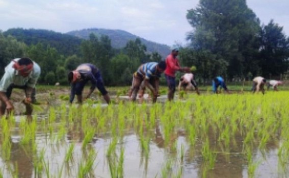 Rice production may fall by 10-12 mn tonnes: Food Secretary Rice production may fall by 10-12 mn tonnes: Food Secretary