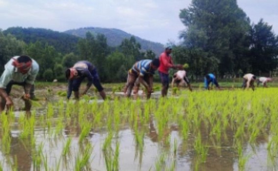 Rice production may fall by 10-12 mn tonnes: Food Secretary