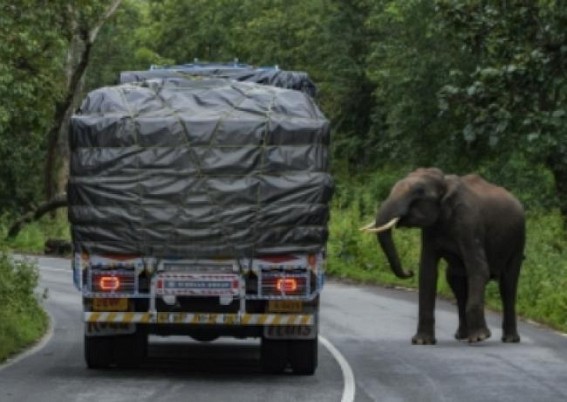 Hunted for their tusks, elephants wreak havoc on humans in Jharkhand