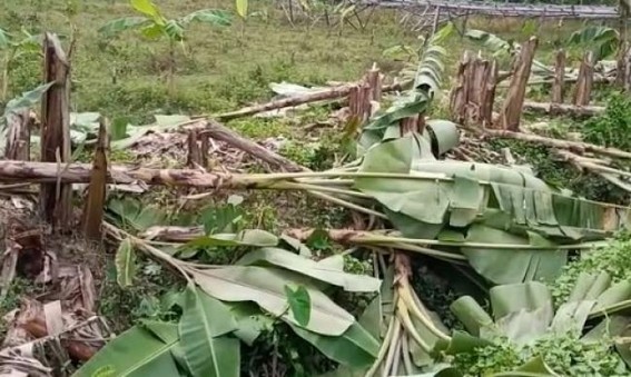 Miscreants devastated farmers,  destroyed around 250 Banana trees of a farmer in Teliamura