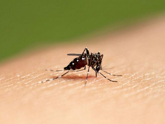 Dengue cases show a spike, October is the most vulnerable month Dengue cases show a spike, October is the most vulnerable month