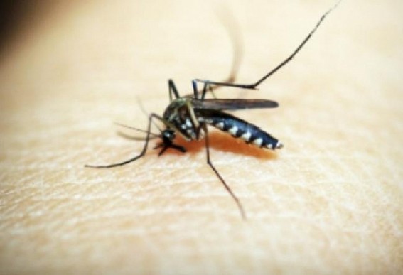 Lucknow reports 41 fresh dengue cases