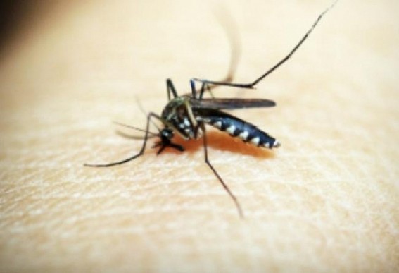 Lucknow reports 41 fresh dengue cases Lucknow reports 41 fresh dengue cases