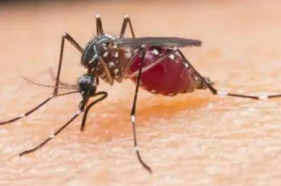 Dengue cases under control in Tripura amid rising National Rates