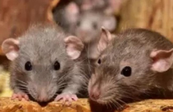UP Police claim: 'Rats ate up 581 kg marijuana'