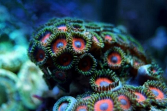 Many marine species may go extinct before discovered: Scientists at COP15 Many marine species may go extinct before discovered: Scientists at COP15