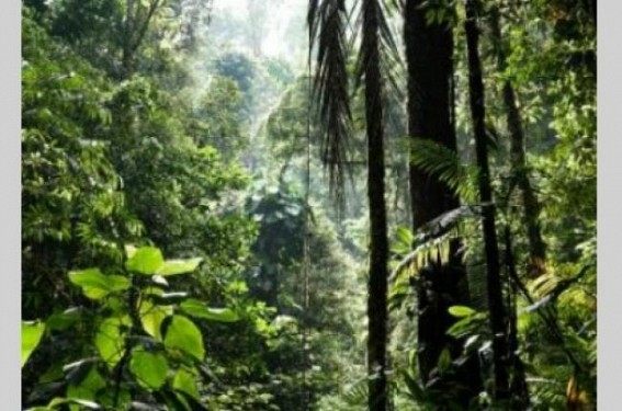 Mayors for increased direct financing to halt nature loss Mayors for increased direct financing to halt nature loss