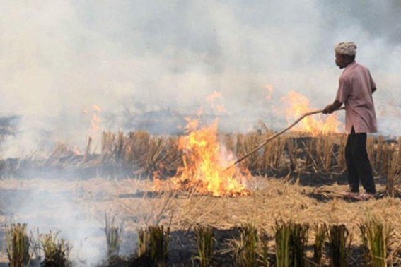 On average, Haryana sees 100 stubble fires per day; farmers blame govt