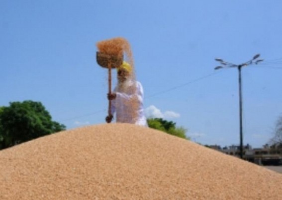 Shot in the arm for wheat traders as domestic prices hit lifetime high 