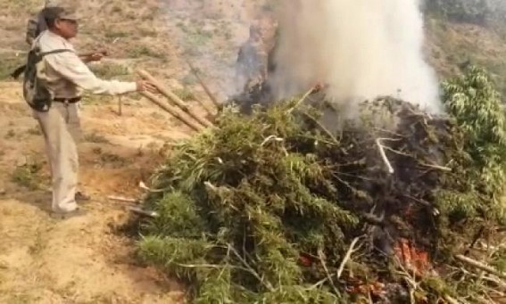 47 Ganja Plantation areas destroyed by Madhupur Police