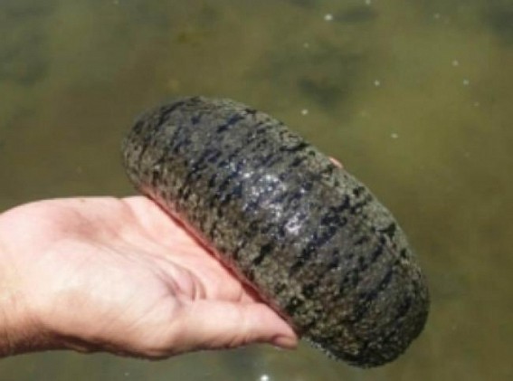 1080 kg of sea cucumber worth crores seized from Nagapattinam