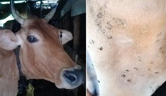 Cows Suffering through Unknown Disease: Farmers Scared Cows Suffering through Unknown Disease: Farmers Scared