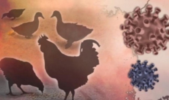 Cambodia confirms 2nd human case of bird flu