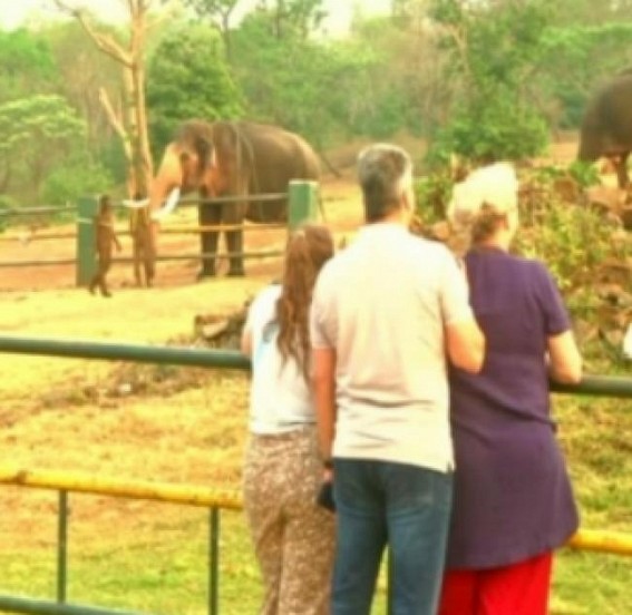 Tourists flock to Theppakadu after Oscar for 'The Elephant Whisperers' Tourists flock to Theppakadu after Oscar for 'The Elephant Whisperers'