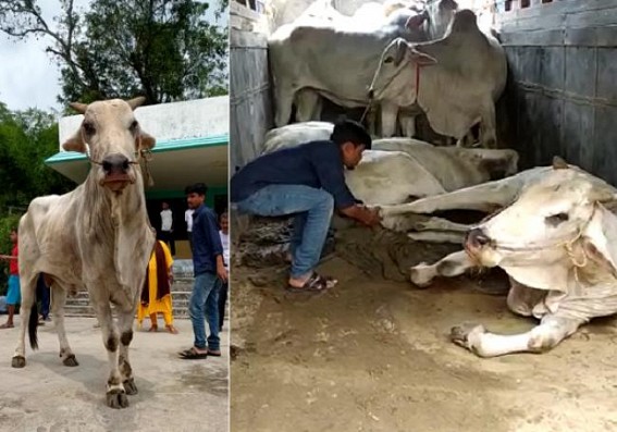 Why is Viswa Hindu Parishad silent about Veterinary Hospitals’ Pathetic Conditions ? Ask Netizens over Cow Protection Hypes