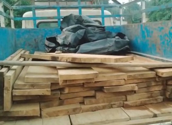 Illegal Wood Cutting, Smuggling Go Rampant in Tripura Illegal Wood Cutting, Smuggling Go Rampant in Tripura