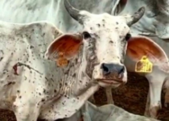 Veterinary teams vaccinate 7,000 cattle to tackle lumpy disease Veterinary teams vaccinate 7,000 cattle to tackle lumpy disease