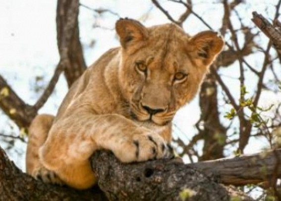 Lioness kills 5-year-old girl in Gujarat village Lioness kills 5-year-old girl in Gujarat village