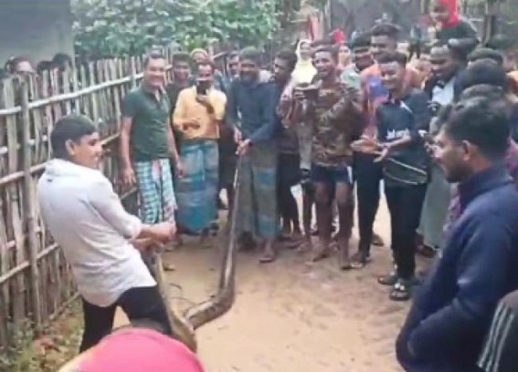 12-foot-long python caught in Kamalpur