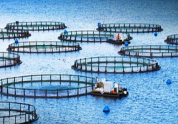Global aquaculture to supply 59% of fish consumption by 2030: FAO Global aquaculture to supply 59% of fish consumption by 2030: FAO