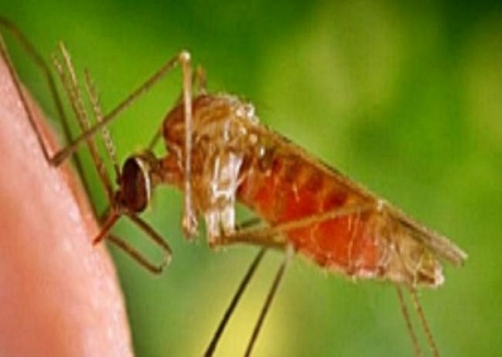 Rise in cases of black fever causes concern in Bengal Rise in cases of black fever causes concern in Bengal