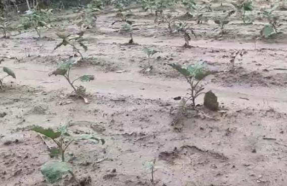 Heavy Rain caused extreme losses to Tripura Farmers Heavy Rain caused extreme losses to Tripura Farmers