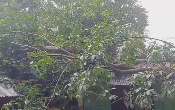 Tree collapsed ; Anganwadi school remains paralyzed for over a month Tree collapsed ; Anganwadi school remains paralyzed for over a month