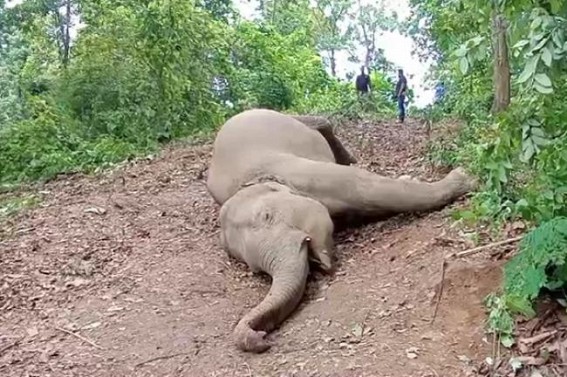 Negligence of Electric Dept killed an Elephant in Amapur Negligence of Electric Dept killed an Elephant in Amapur