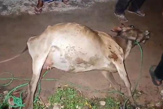 Public agitates as Cattle died due to unfixed Electric wire issue; Cattle owner narrowly saved Public agitates as Cattle died due to unfixed Electric wire issue; Cattle owner narrowly saved