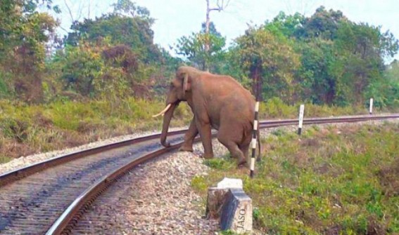 Indian Railways Deploys AI Enabled Intrusion Detection System to Prevent Elephant Collisions in 141 RKms on NF Railway Indian Railways Deploys AI Enabled Intrusion Detection System to Prevent Elephant Collisions in 141 RKms on NF Railway