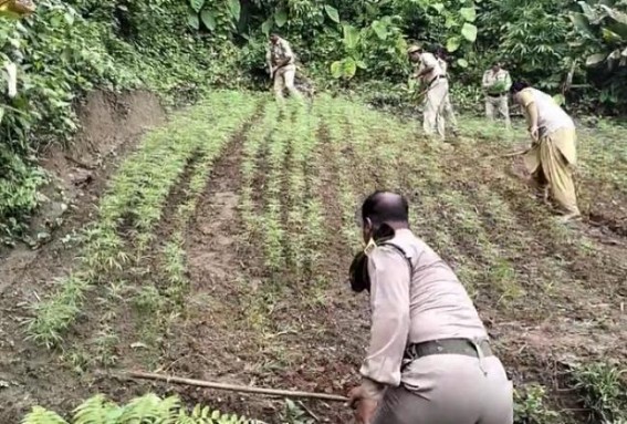 Police Destroy Ganja Nurseries in Jatrapur Police Destroy Ganja Nurseries in Jatrapur