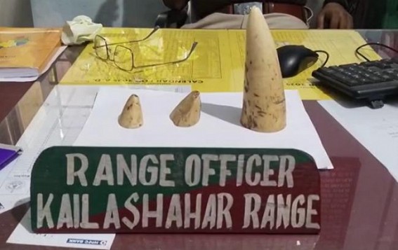 Police & Forest Dept Joint Operation Seized Elephant tusks from a suspected Drug Dealer’s home : Accused Absconding Police & Forest Dept Joint Operation Seized Elephant tusks from a suspected Drug Dealer’s home : Accused Absconding