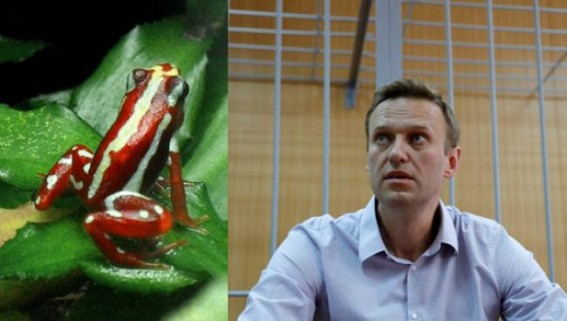 Russia Killed Opposition Leader in Prison with Deadly Frog Toxic Poison: New Report Revealed Russia Killed Opposition Leader in Prison with Deadly Frog Toxic Poison: New Report Revealed