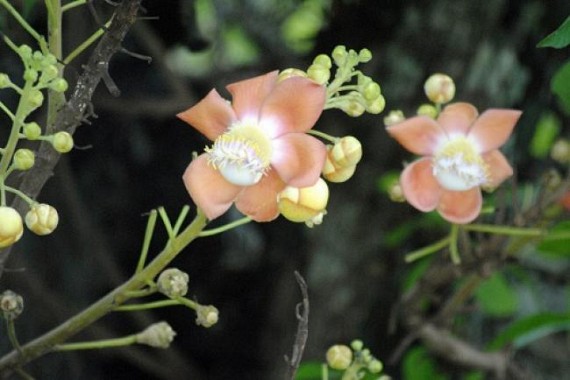 Tripura Oct 1st week