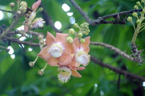 Tripura Oct 1st week