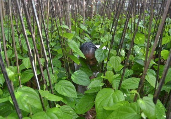 Tripura Sept 1st Week