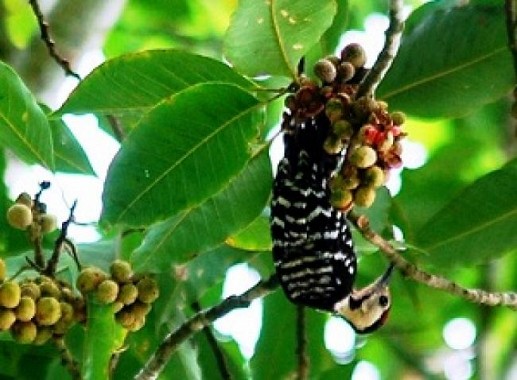 Tripura August - September