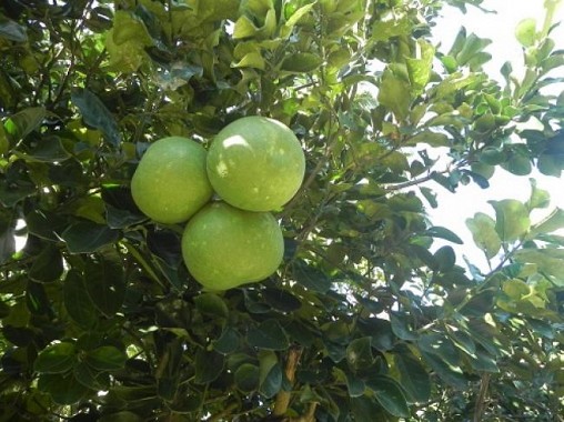 Tripura Nov 2nd week